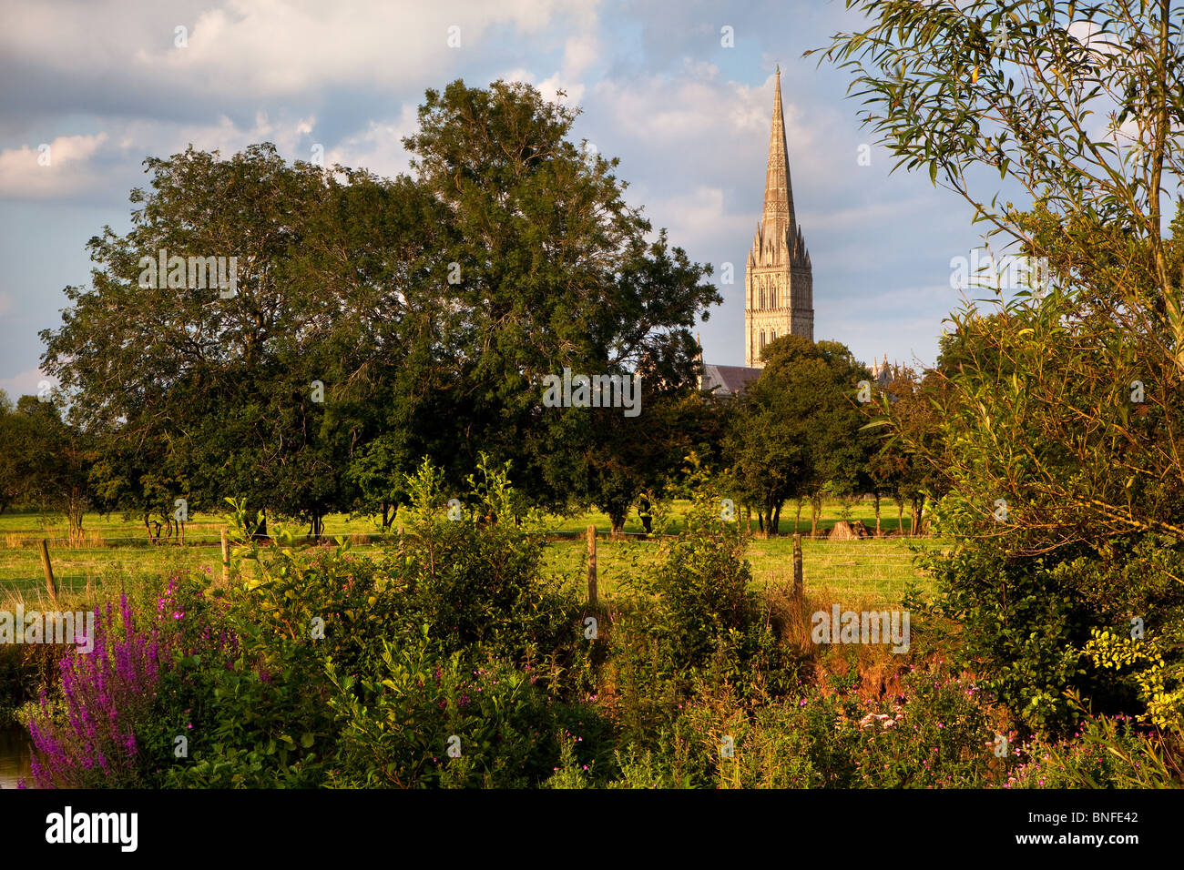 Evening summer sunshine on Salisbury Cathedral, Wiltshire viewed across the River Nadder from Harnham Stock Photo