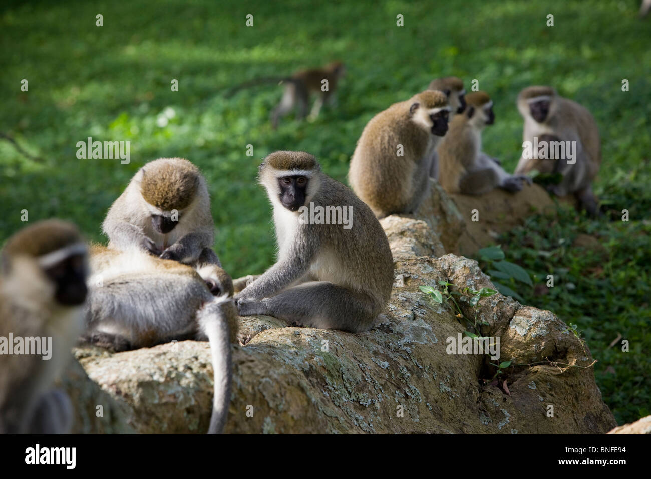 Vervet Monkies in Entebbe, Uganda, East Africa Stock Photo