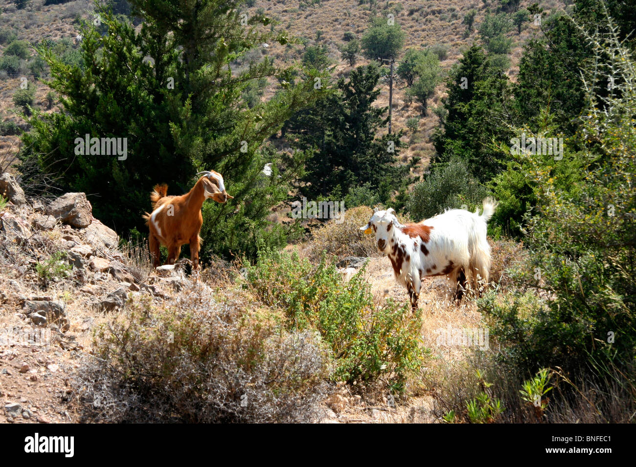 Cypriot Mountain Goats in their Natural Habitat Stock Photo - Alamy