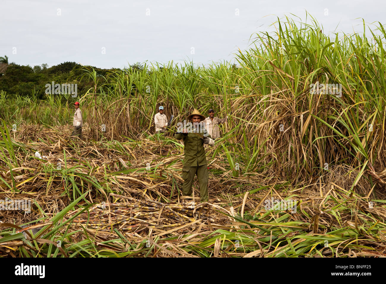 Harvesting Sugar Cane Cuban Interior Cuba Harvesting Sugar Cane Cuban Interior Cuba