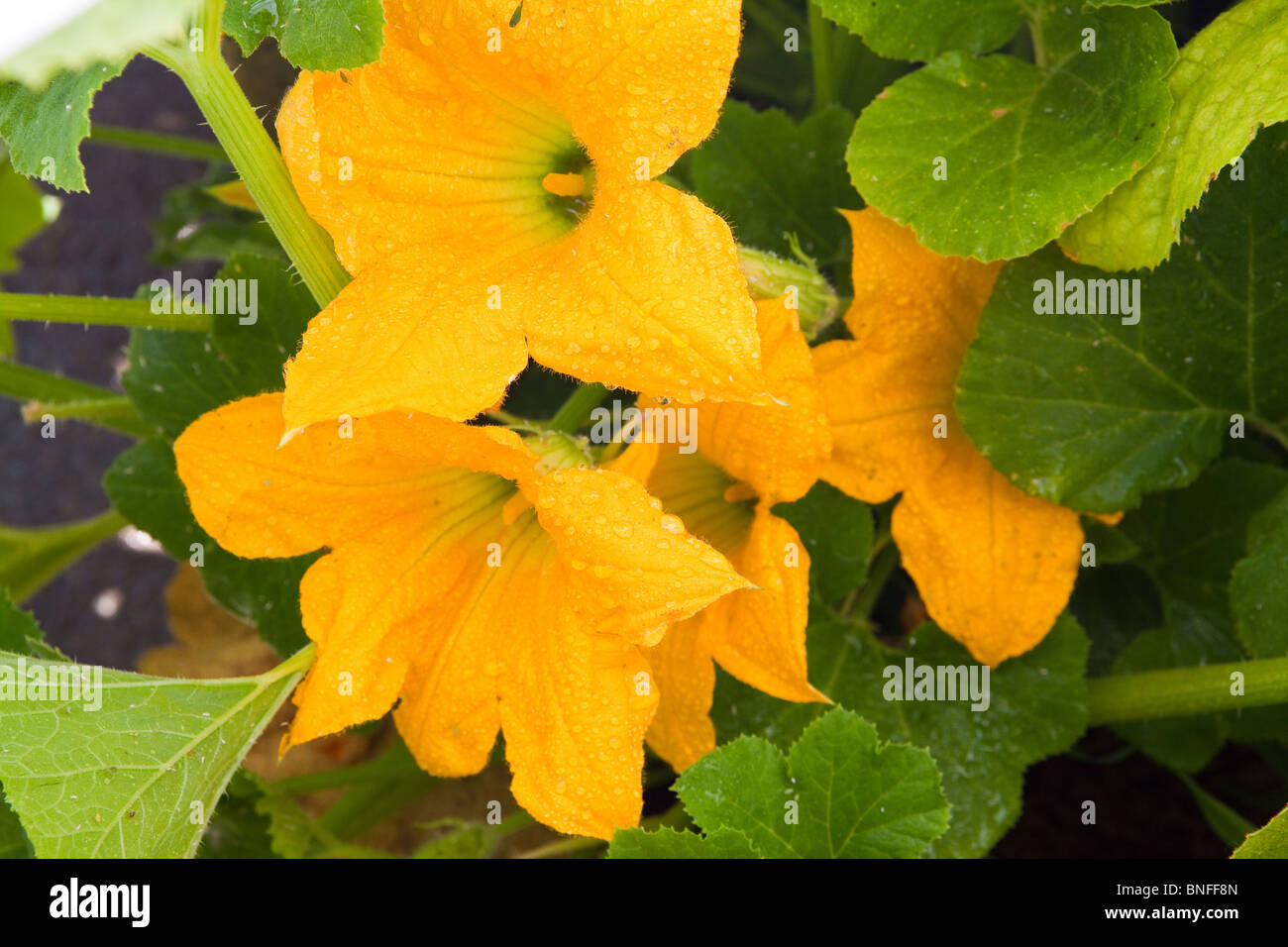 Male flower of squash hires stock photography and images Alamy