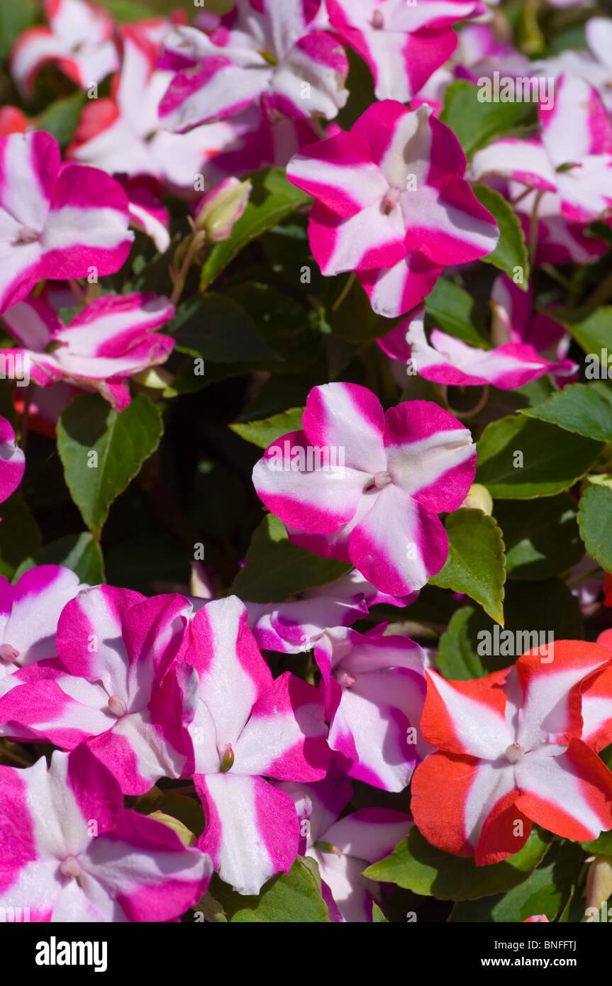 Multi Coloured Impatiens Bedding Plants Stock Photo Alamy