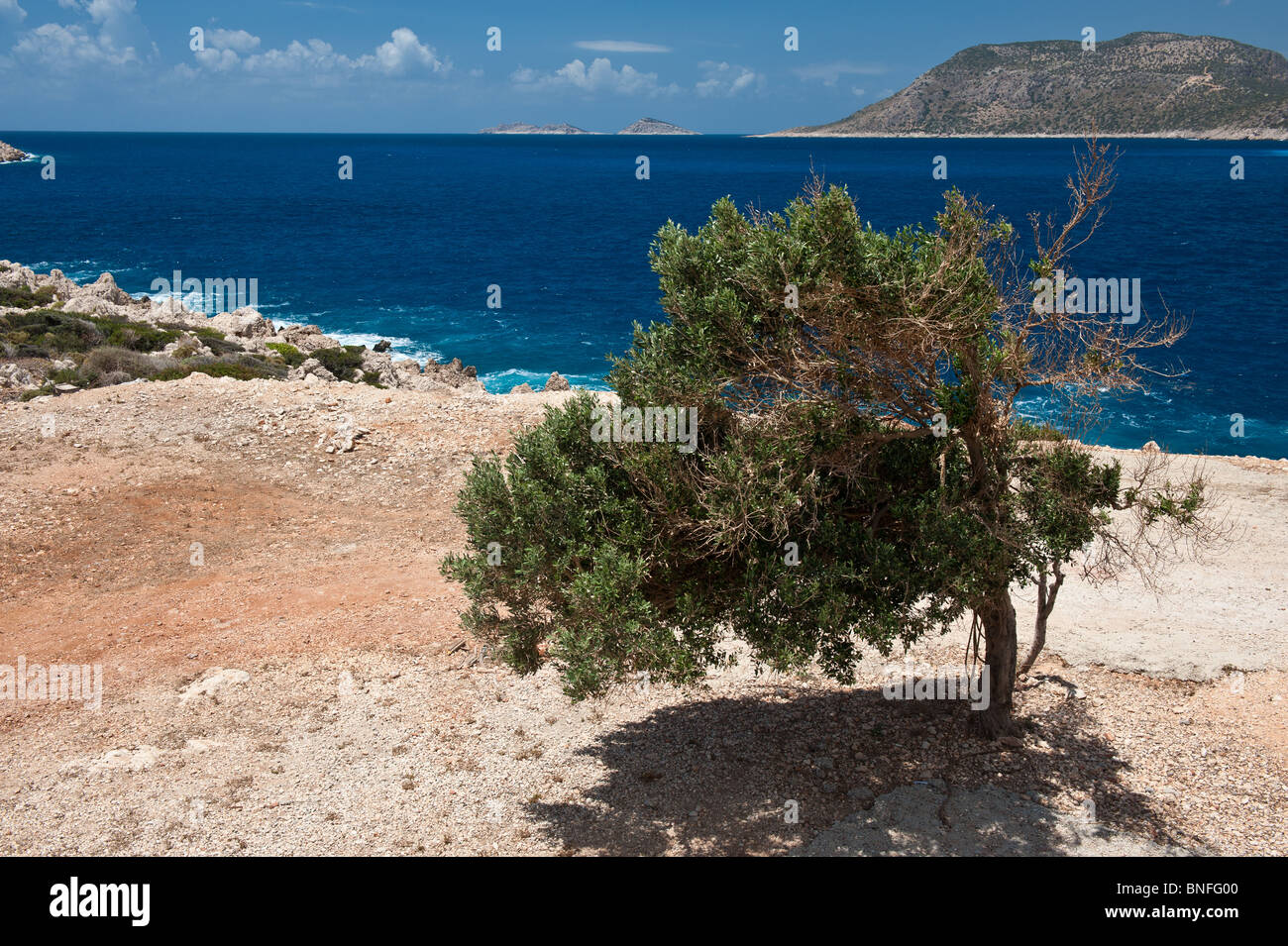 Olive tree by Mediterranean sea near kas Stock Photo