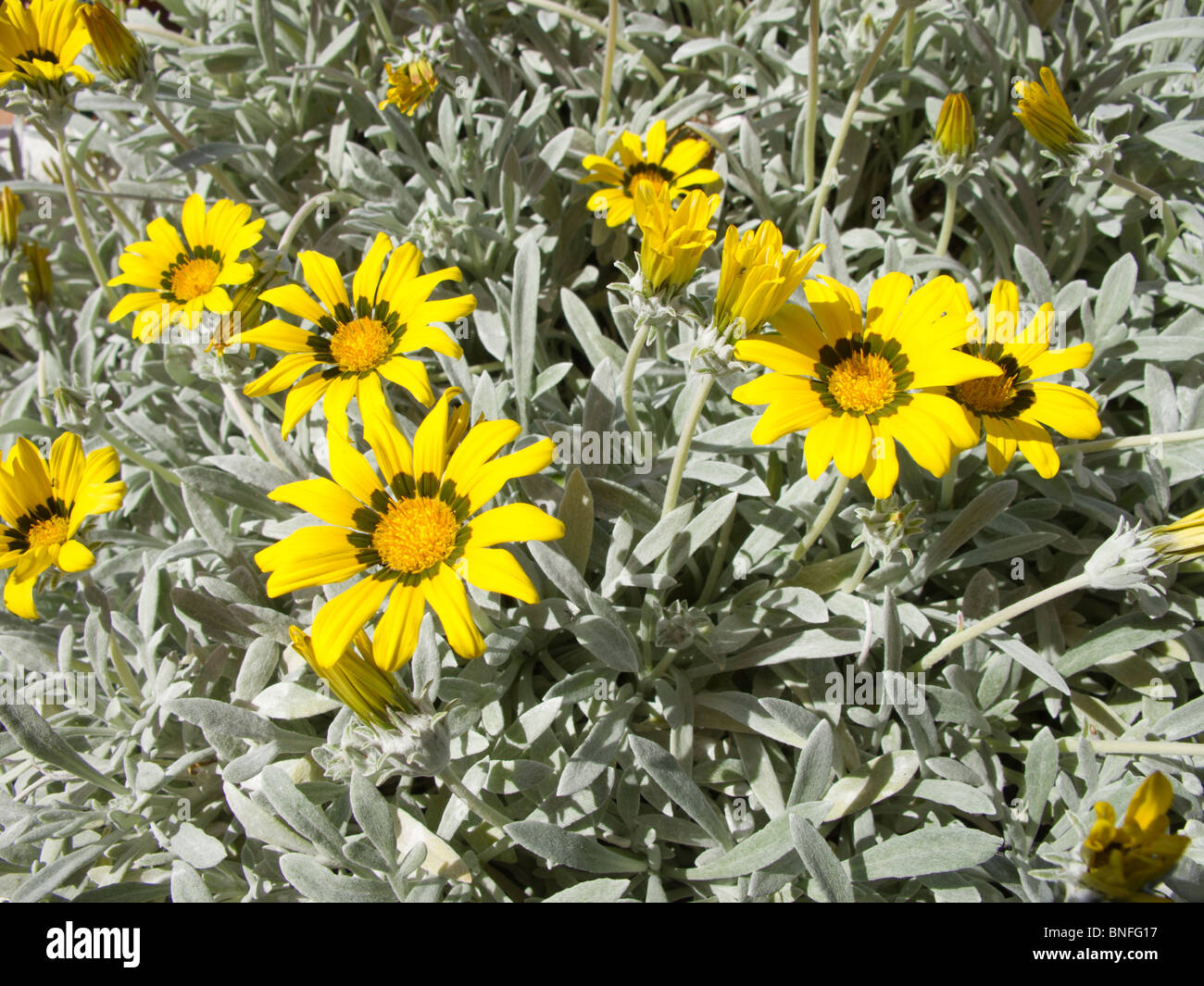 Gazania linearis or Treasure Flower Stock Photo