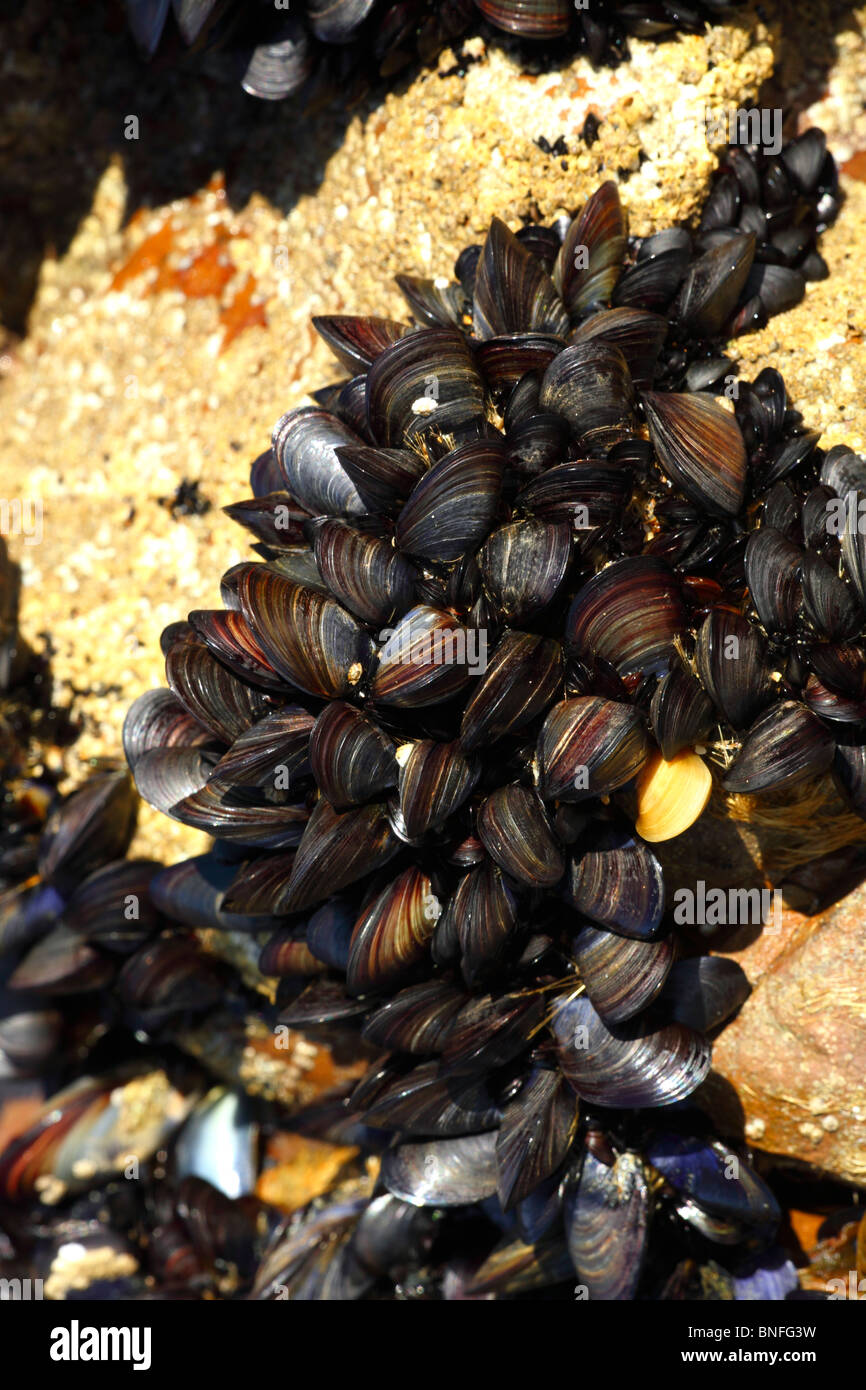 Wild Mussels on a rock.bivalvia mollusca Stock Photo Alamy
