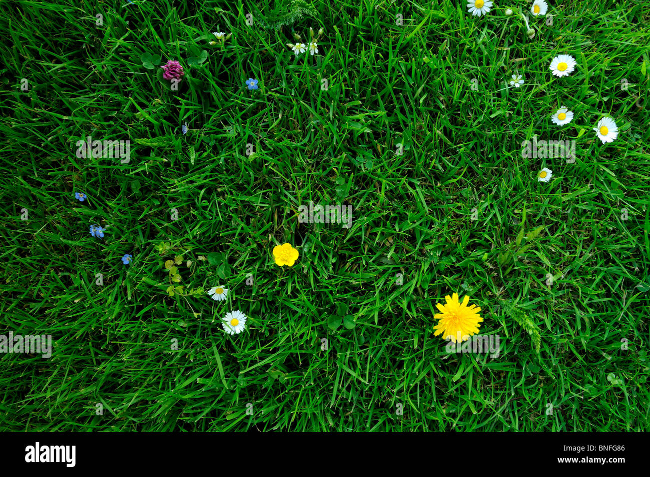 Natural Green Grass Stock Photo