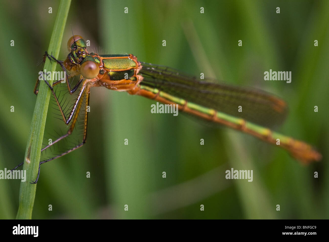 Female emerald damselfly (Lestes sponsa) on grass stem Stock Photo - Alamy
