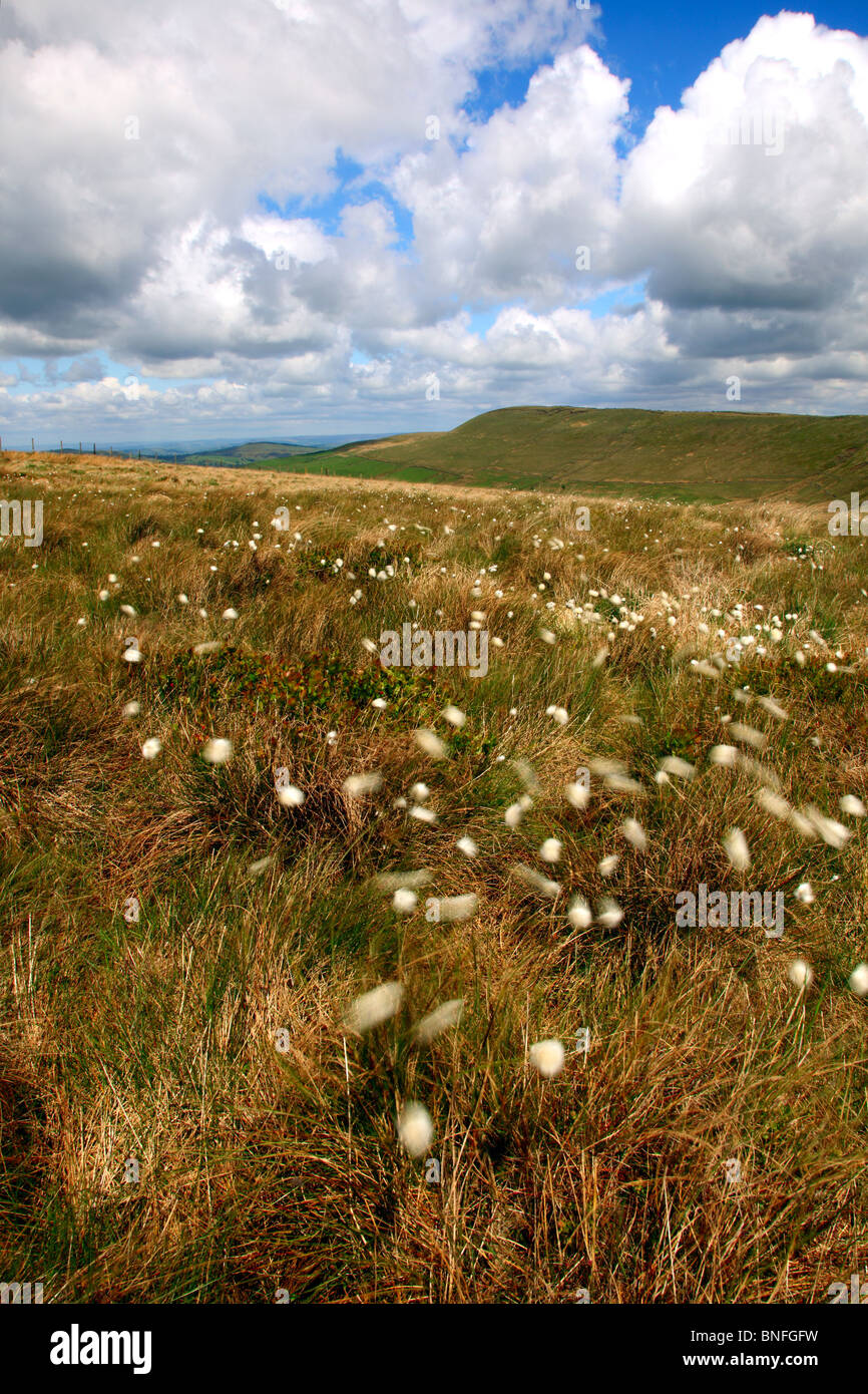 Dancing multi-headed Bog cotton at Cats Tor, Cheshire,Peak district national park. Stock Photo
