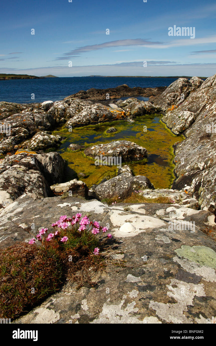 Rock pool and sea thrift at Ardmore beach,Co Galway,Connemara,Ireland,Eire. Stock Photo