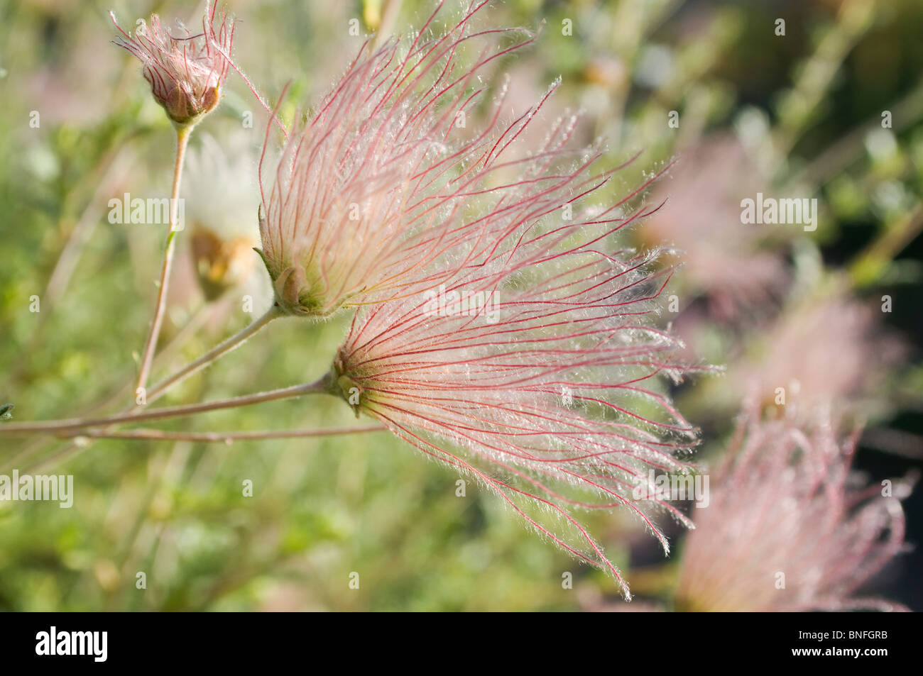 Tufts on Apache Plume in Santa Fe New Mexico Stock Photo