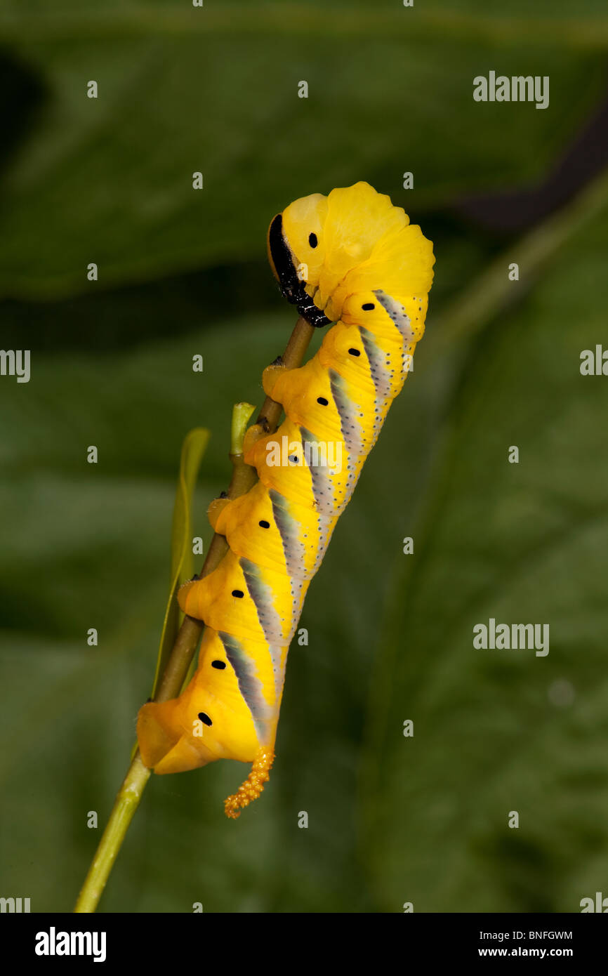 Death's Head Hawk-moth larva, final instar yellow form (c) Stock Photo
