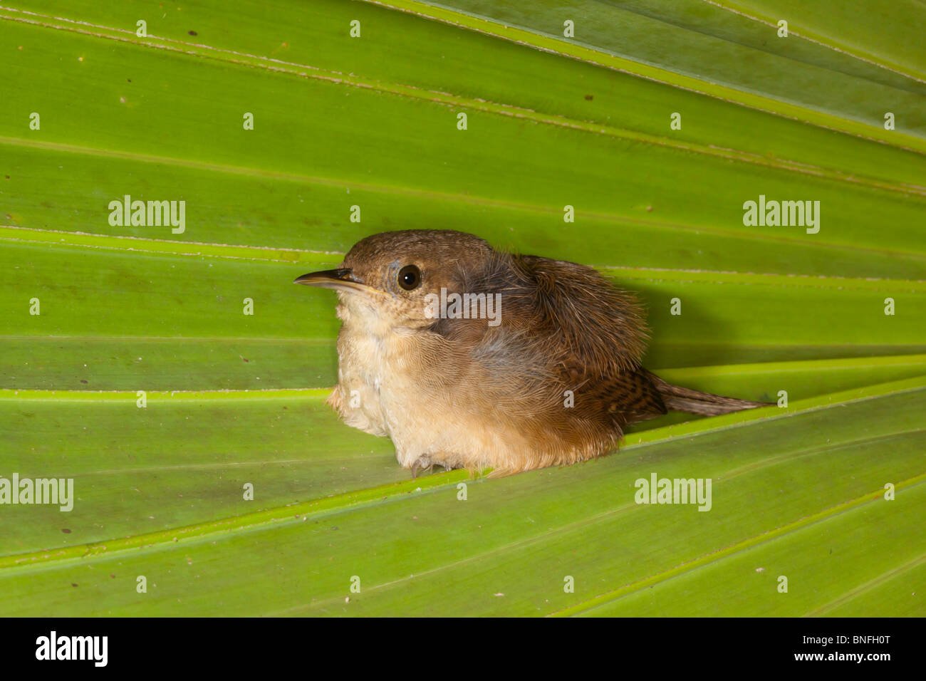 House Wren  Adult roosting on palm frond. Stock Photo