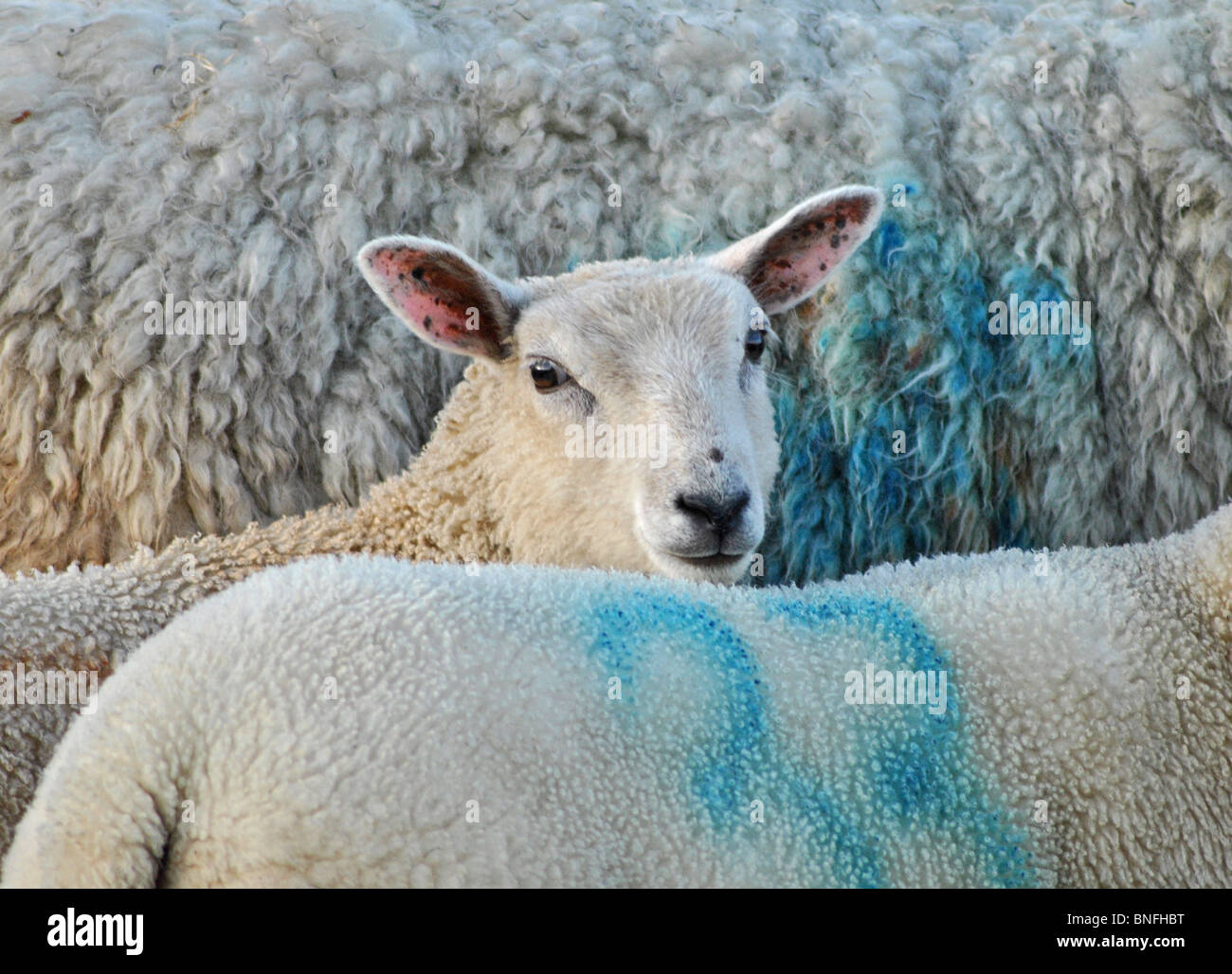 Lamb squashed in a flock of sheep on a farm in Dorset, England Stock Photo