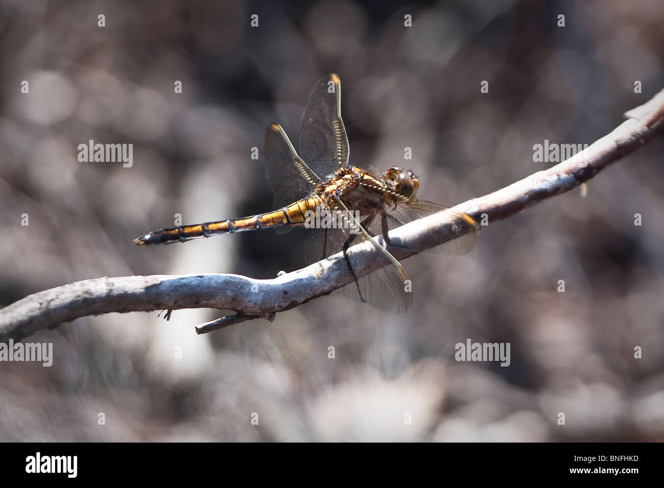 Immature male keeled skimmer dragonfly (Orthetrum coerulescens) on the heath. Stock Photo