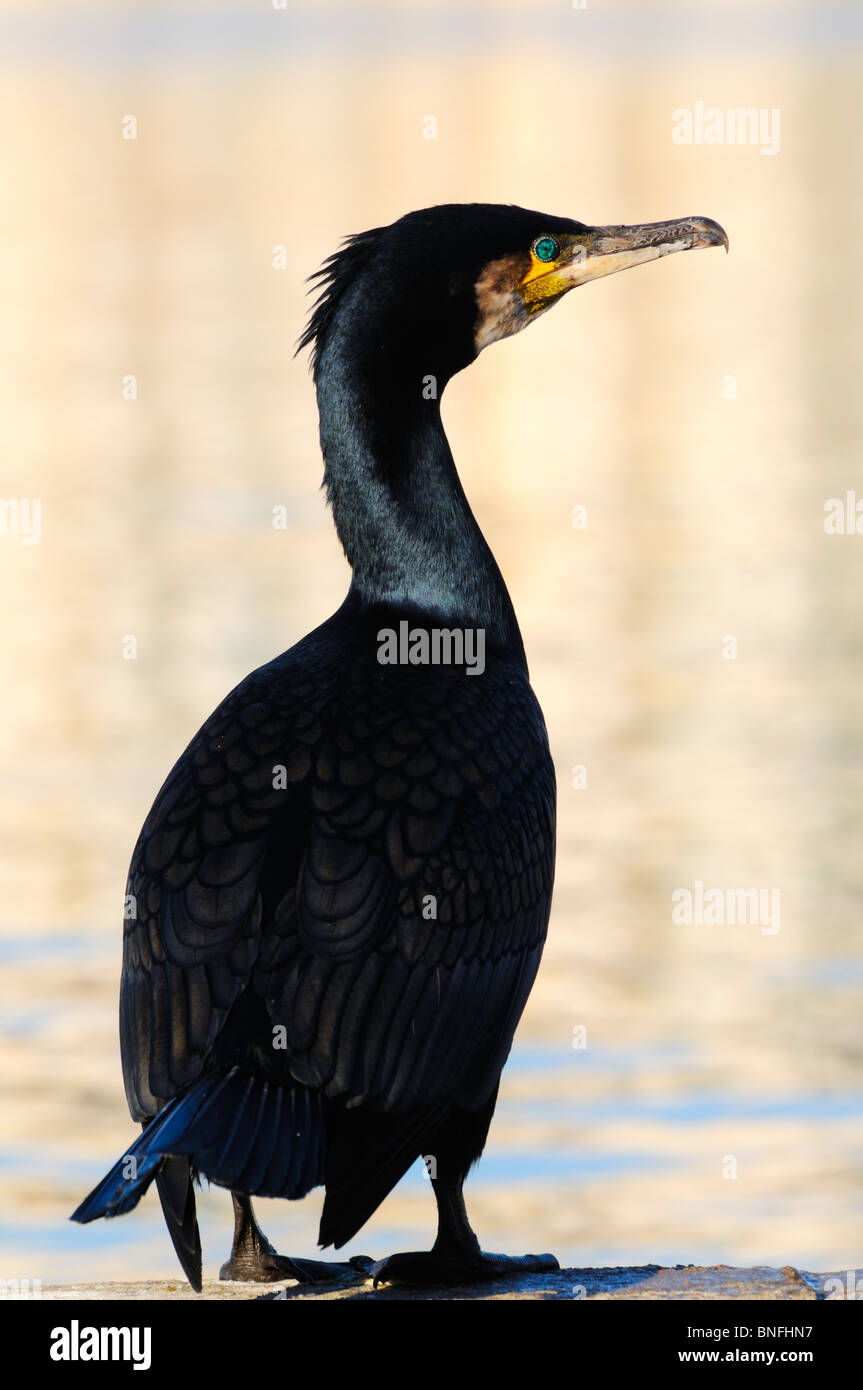 A cormorant standing in sunlight with de-focused  water in the background Stock Photo
