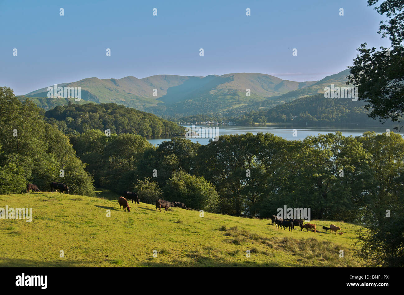 Cows grazing in field with Lake Windermere Lake District Cumbria England Stock Photo