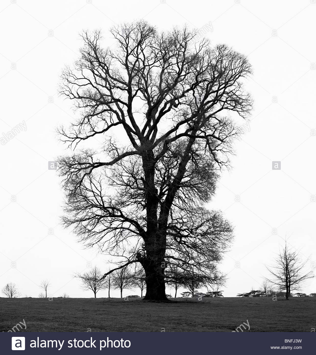 English Elm tree Ulmus procera in winter; Surrey, UK 1977 Stock Photo