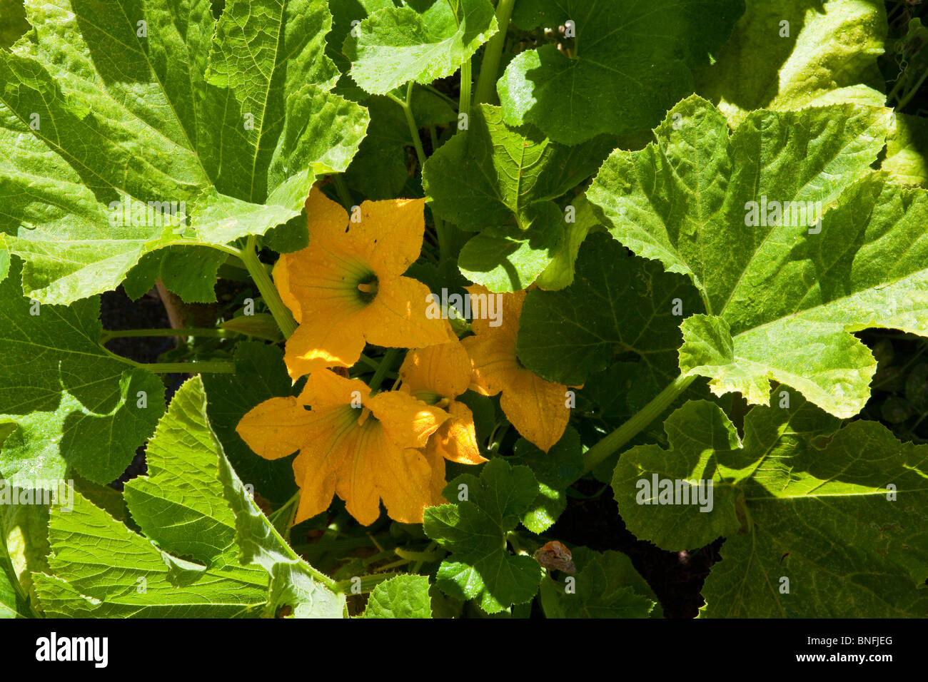 Squash blossoms in the garden Stock Photo Alamy