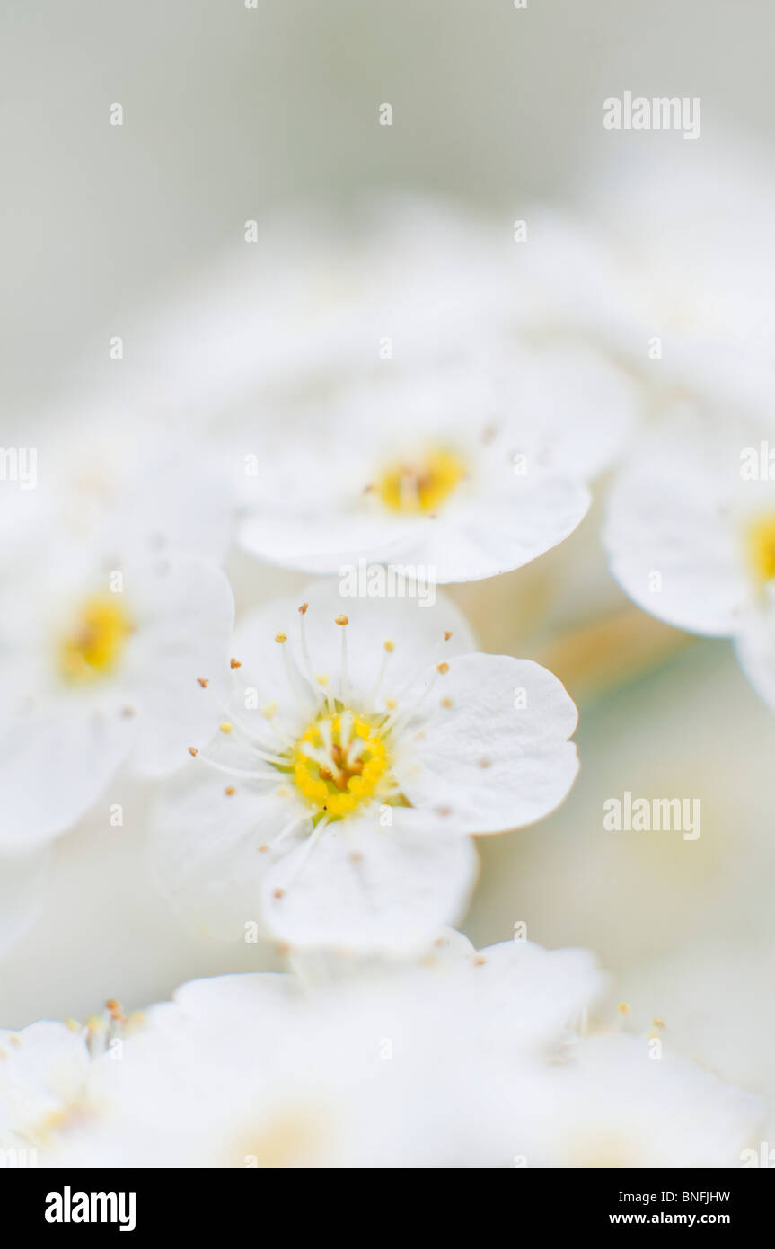 Close up of 'May' or Hawthorn flowers with large area of out of focus background. Stock Photo