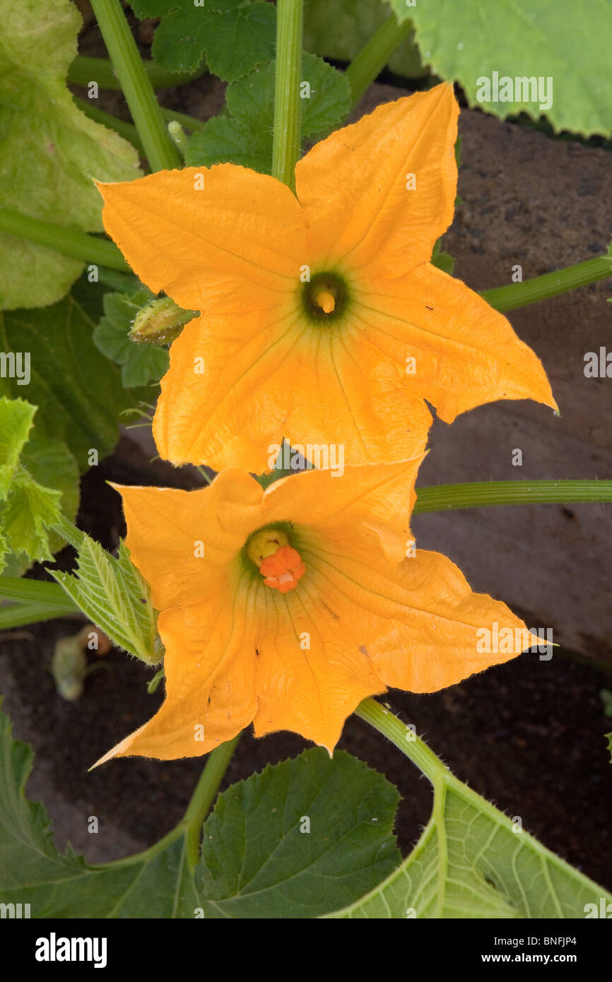Male flower of squash hires stock photography and images Alamy