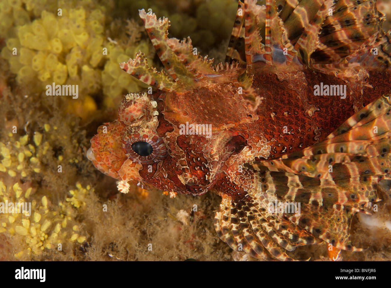 Shortfin Lionfish (Dendrochirus brachypterus) Stock Photo