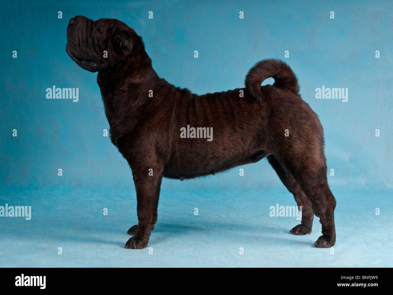 Shar-Pei Dog Show Stack on blue background Stock Photo