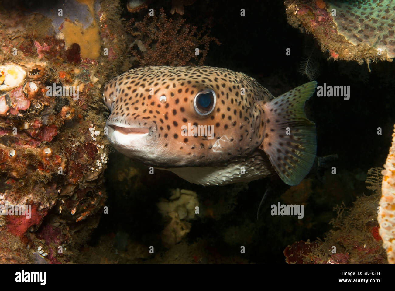Porcupinefish (Diodon hystrix) in a sea cave Stock Photo