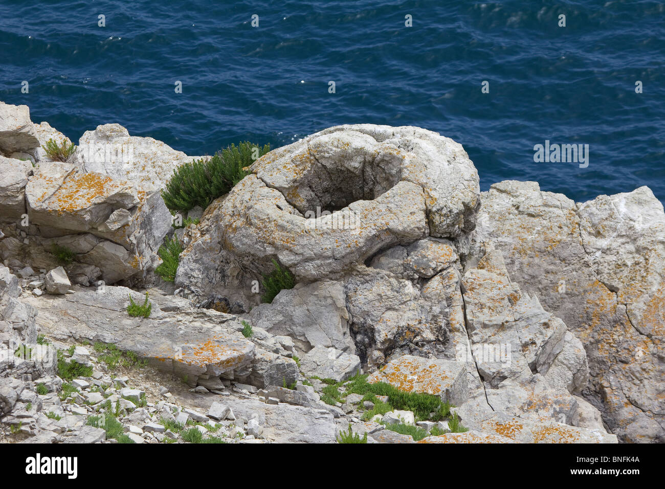 Fossilised remains of a tree stump near Lulworth, Dorset. Stock Photo