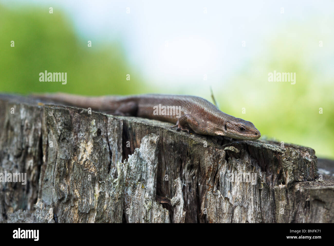 Viviparous lizard (Lacerta vivipara). The lizard is on a tree stub. Stock Photo