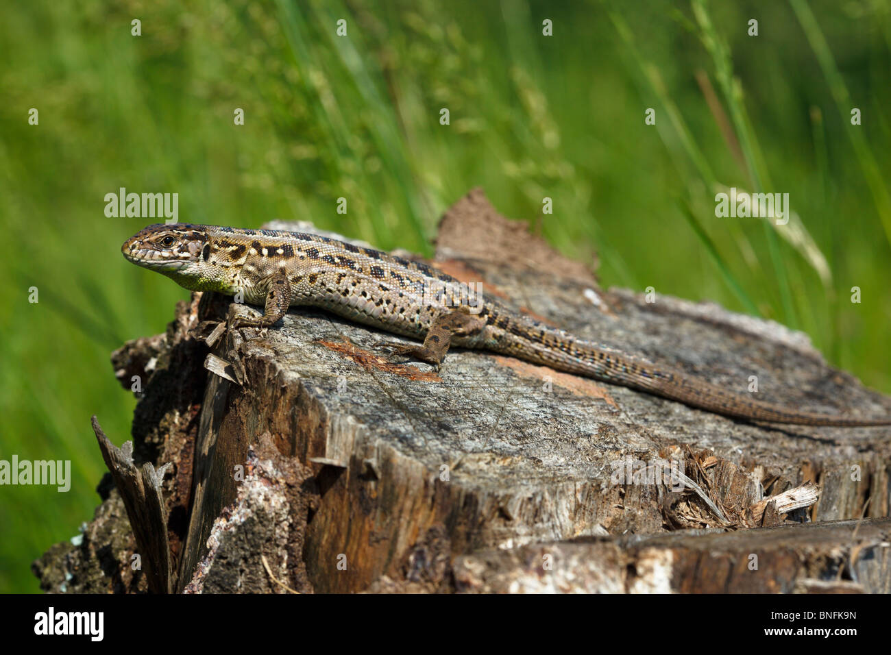 Sand Lizard, Lacerta agilis. The lizard is on a tree stub. Stock Photo