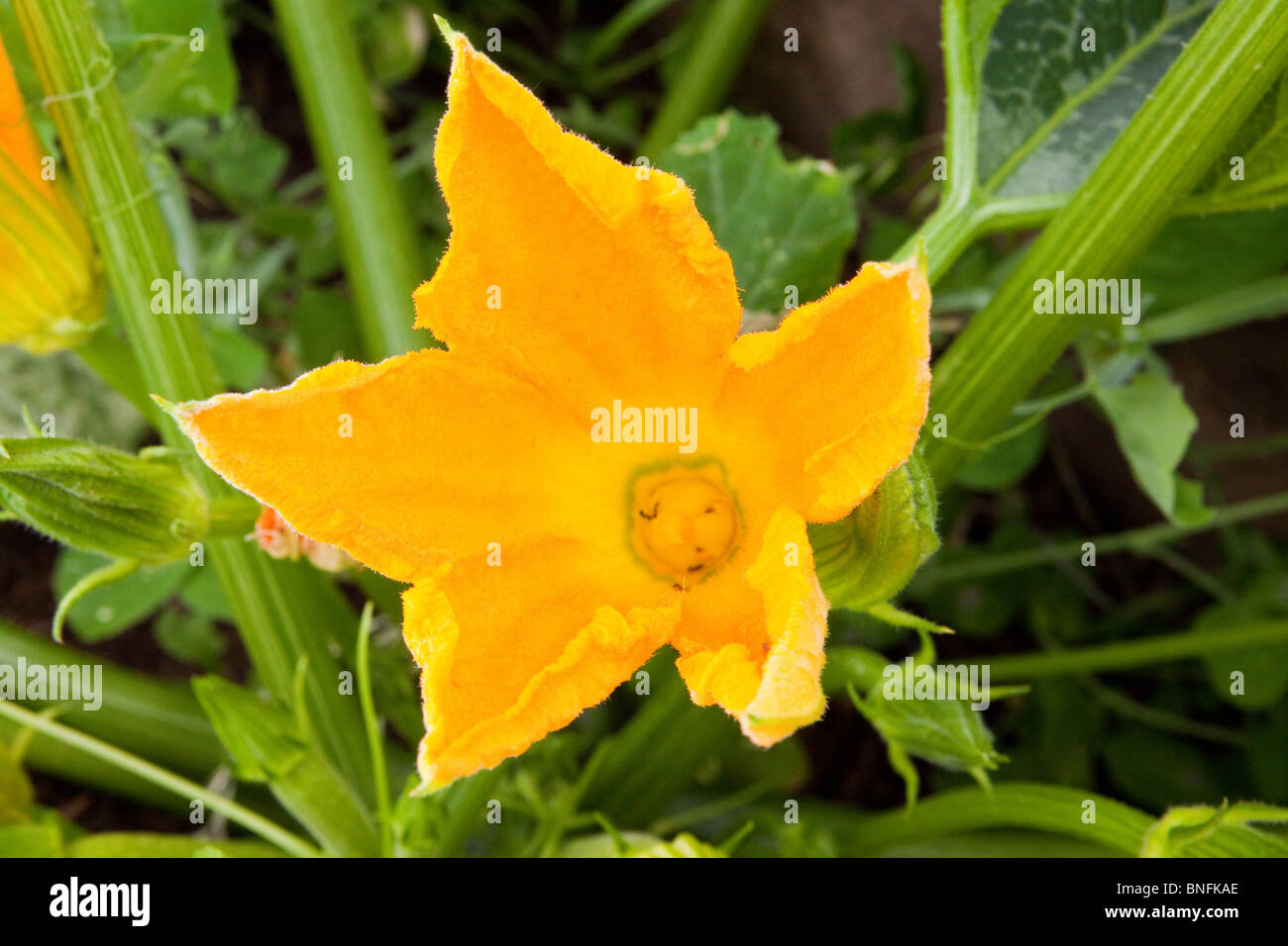 Squash blossoms in the garden Stock Photo Alamy