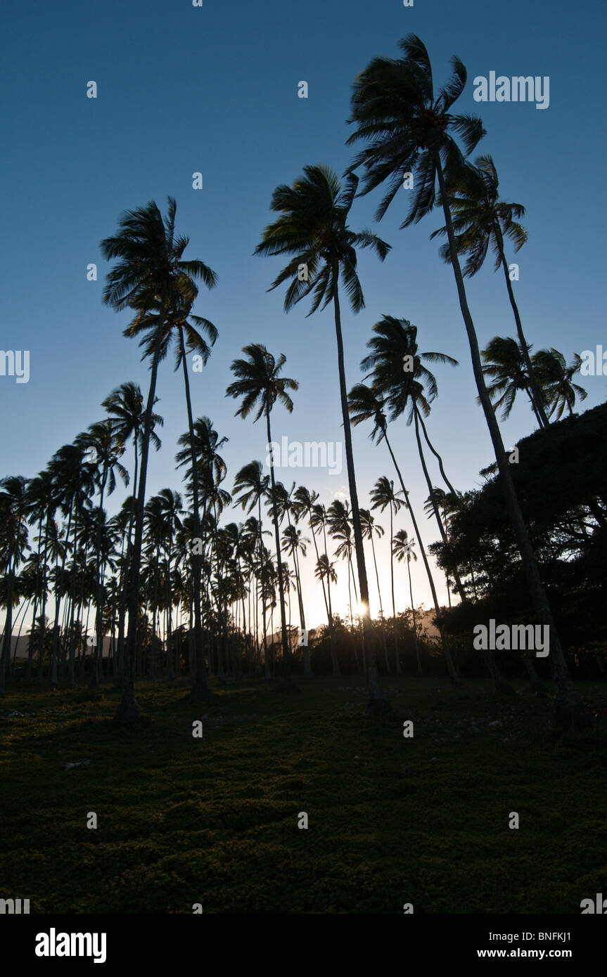 Coconut Tree grove, Kauai, Hawaii Stock Photo Alamy