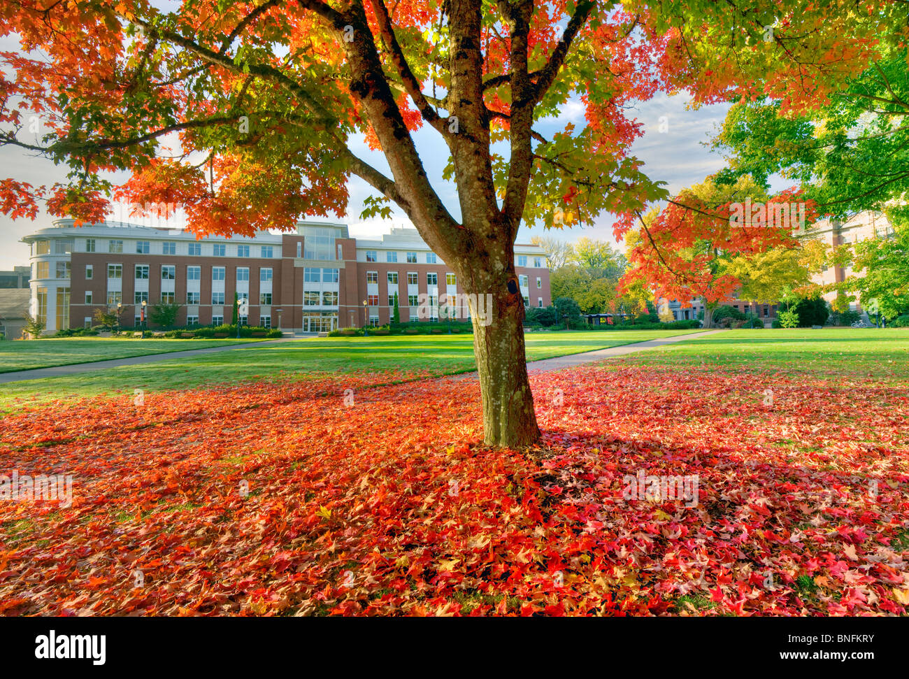The valley Library and quad with fall color. Oregon State University. Stock Photo