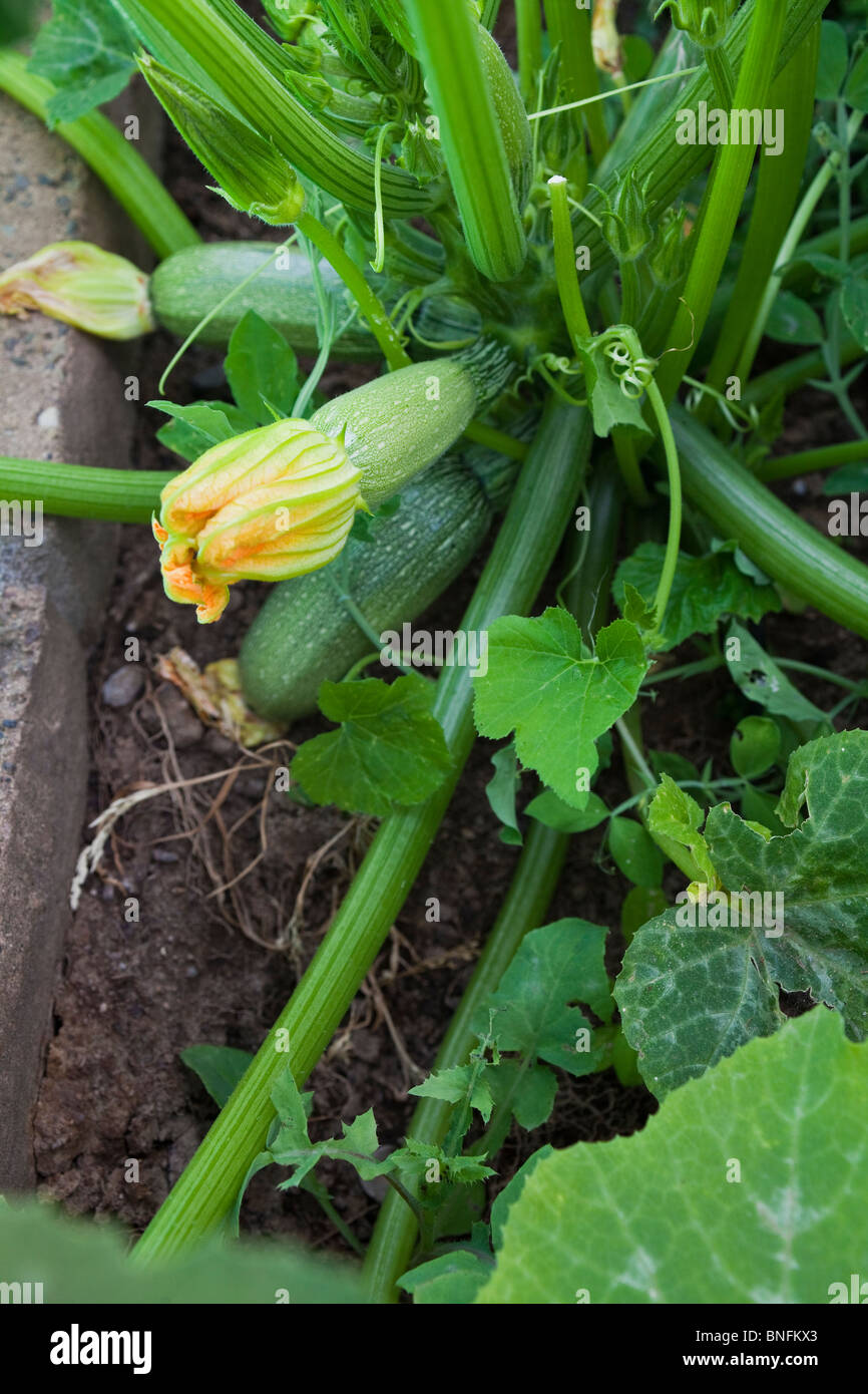 Gray squash growing in the garden Stock Photo Alamy