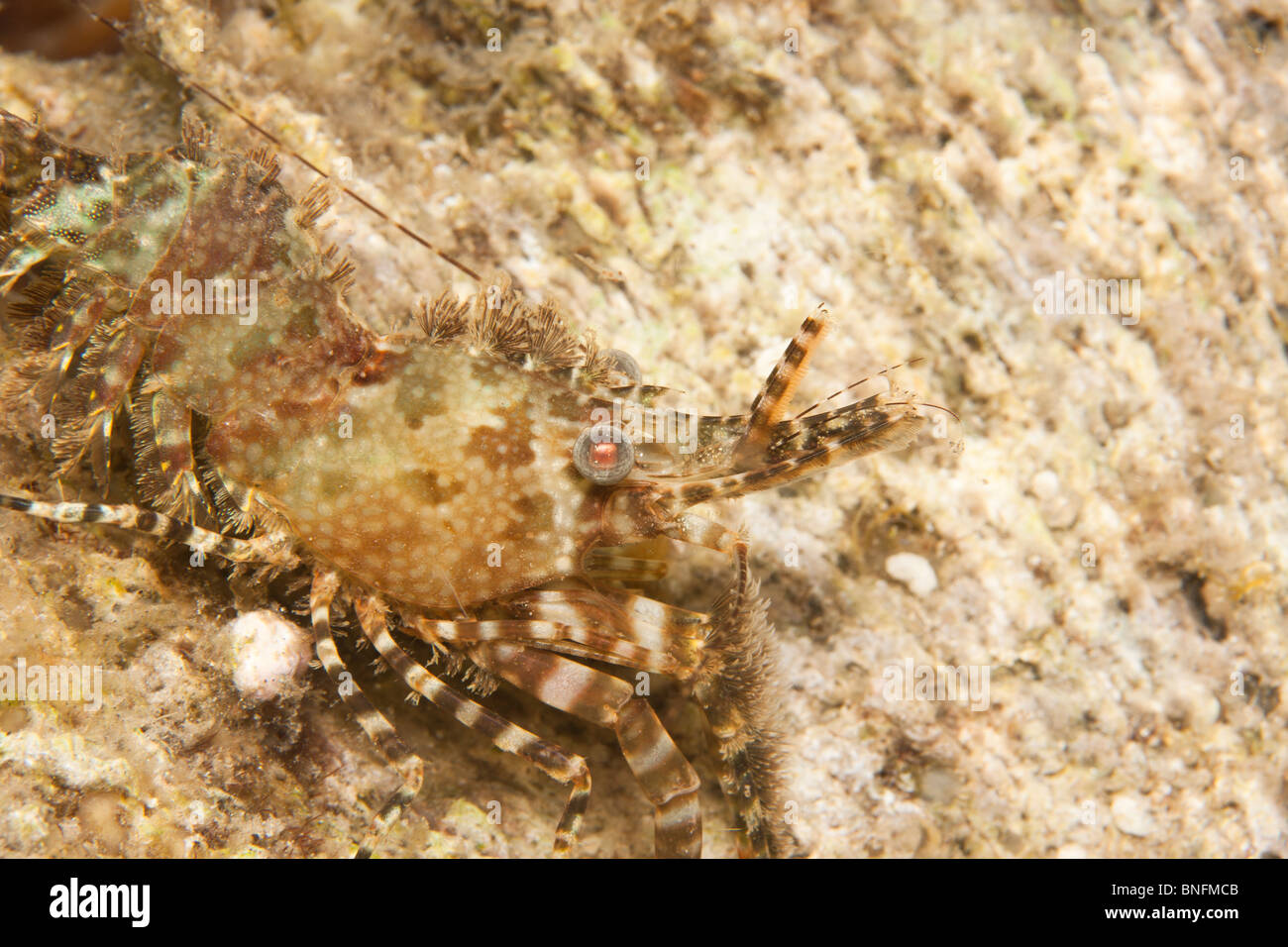 Shrimp (Saron marmoratus), Hippolytidae (Hump-backed) family Stock Photo