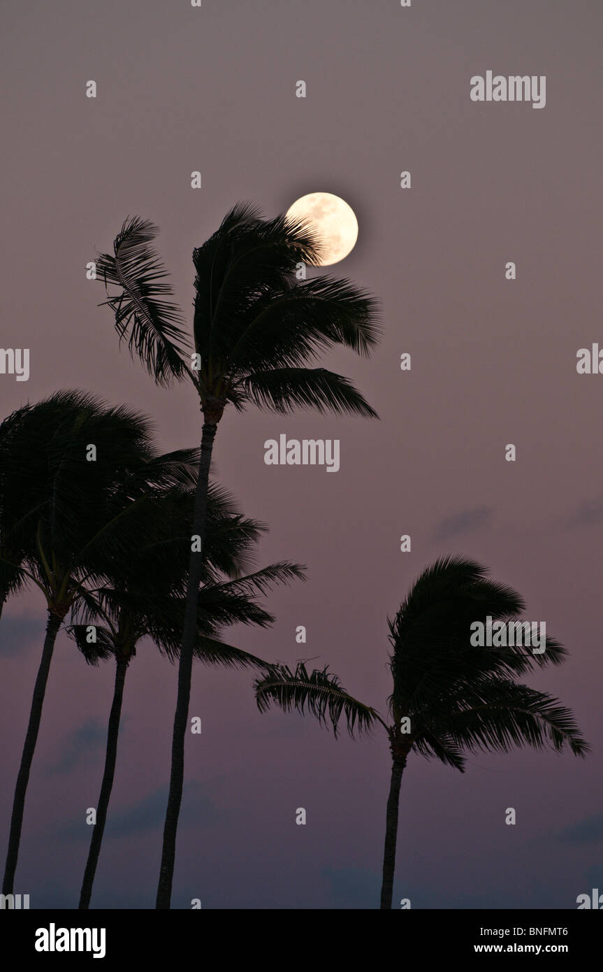 Full moon rising above Coconut Trees, Kauai, Hawaii Stock Photo Alamy