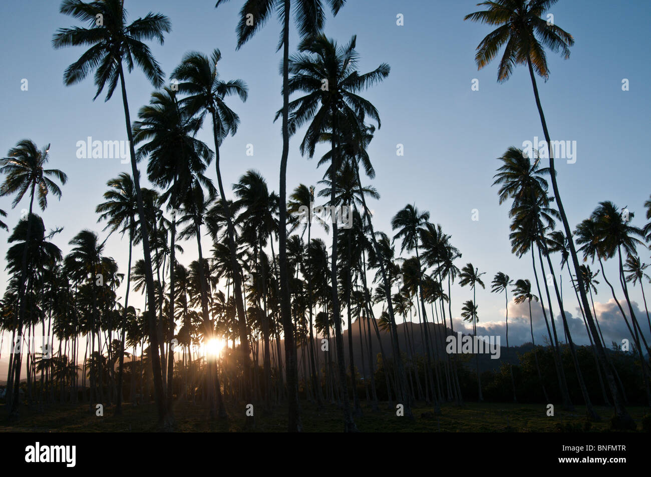Coconut tree grove hires stock photography and images Alamy