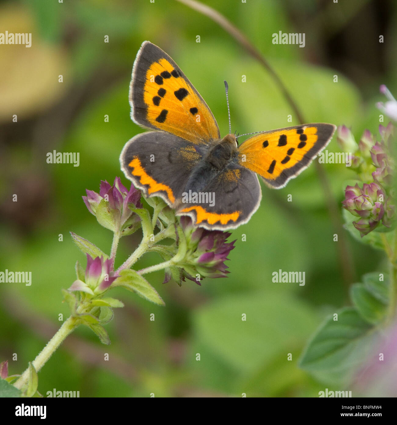 Copper butterfly hi-res stock photography and images - Alamy