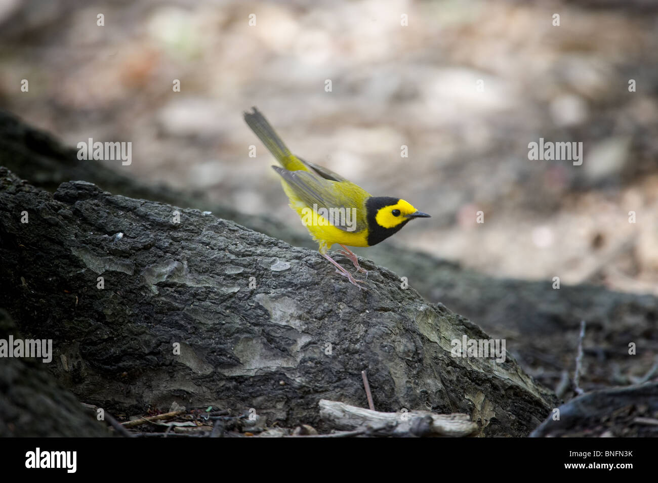 Adult Male Hooded Warbler Perched Stock Photo