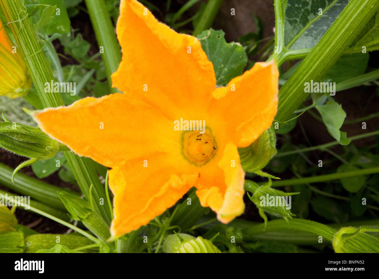 Squash blossoms in the garden Stock Photo Alamy