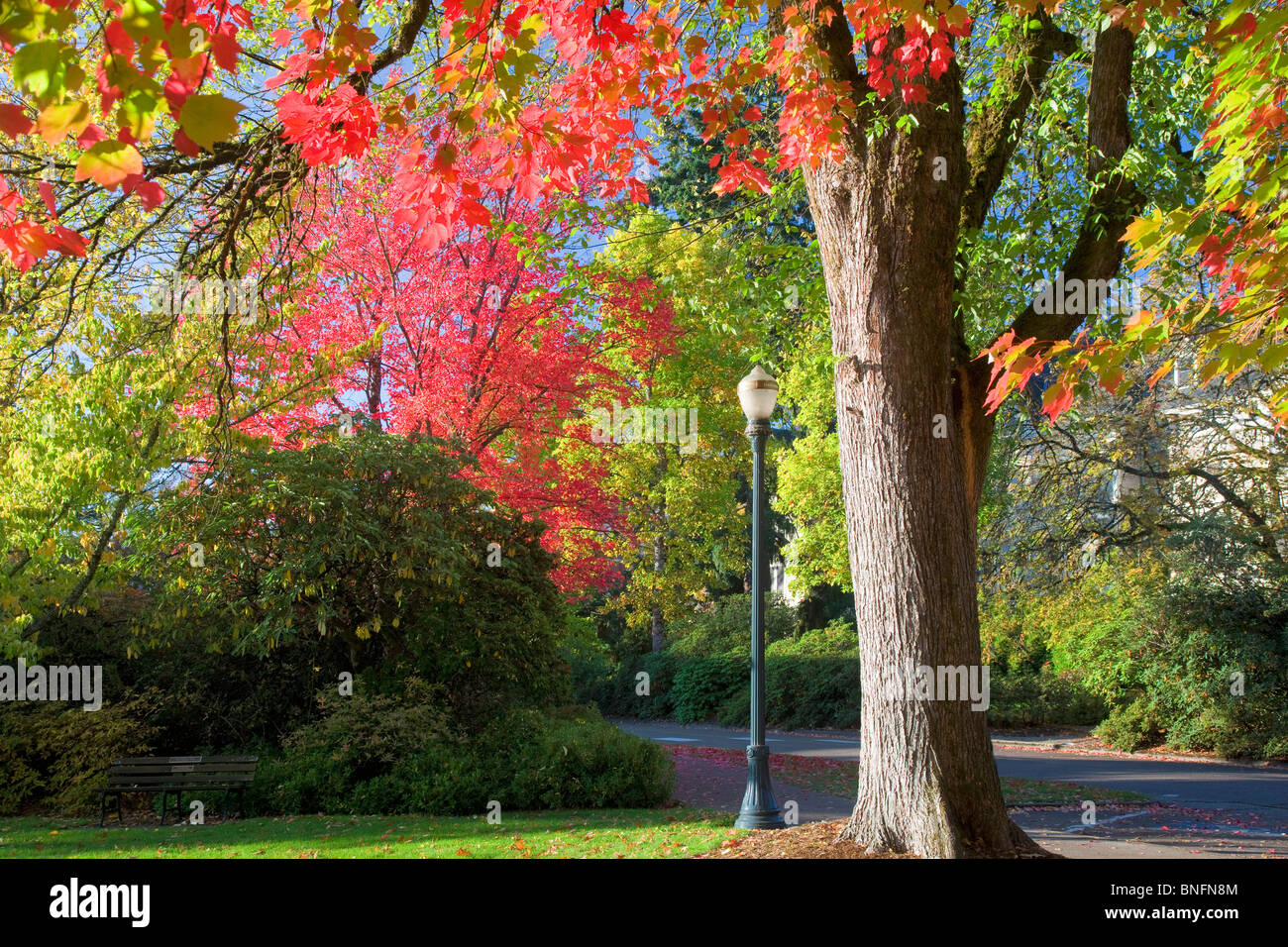 Trees in memorial Union Quad with fall color. Oregon State University