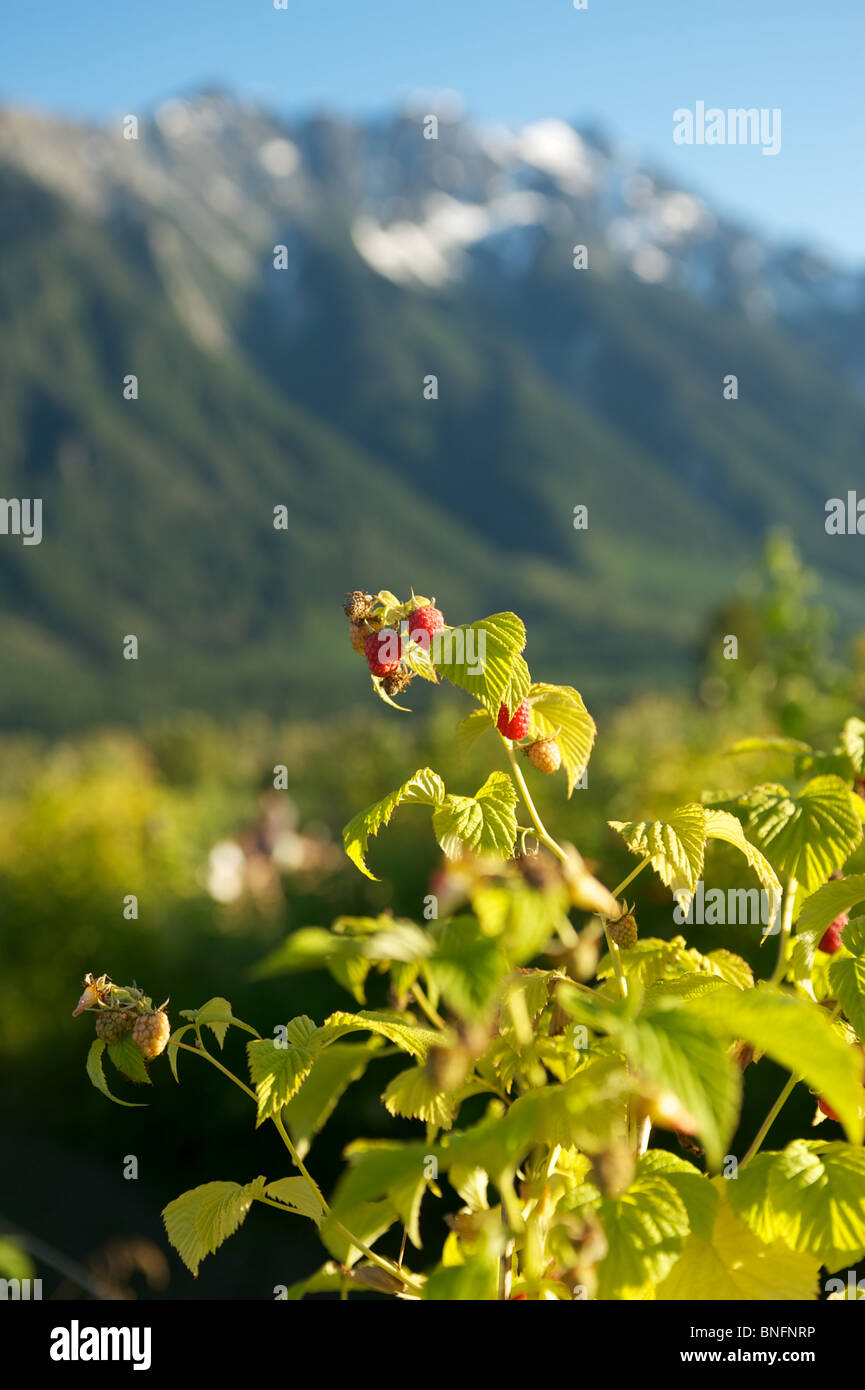 Raspberry bush in the shadow of Mt. Currie. North Arm Farm, Pemberton BC, Canada Stock Photo