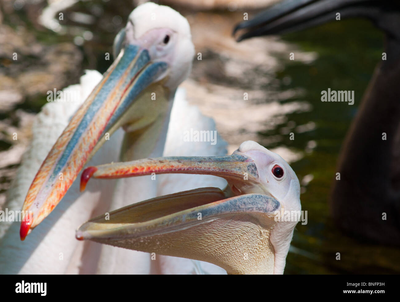 Pelican mouth hires stock photography and images Alamy