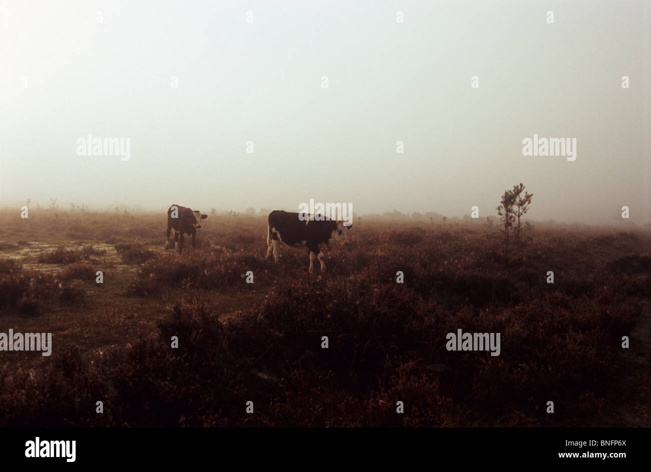 New forest cows hampshire hi-res stock photography and images - Alamy