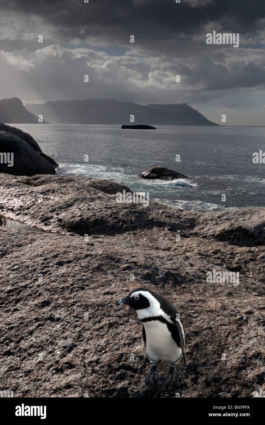 Penguin at bay on Cape peninsular South Africa Stock Photo