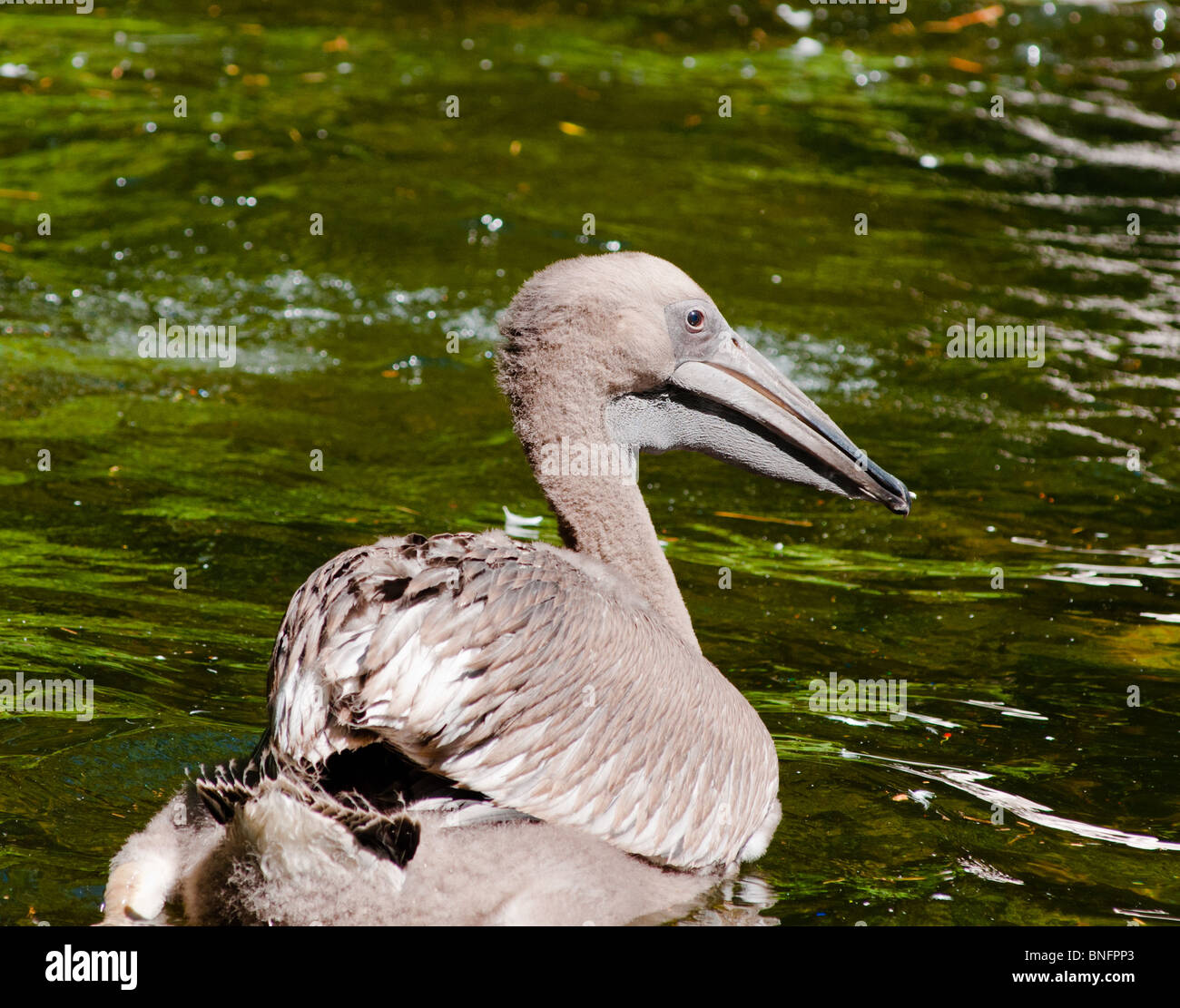 Baby pelican Stock Photo