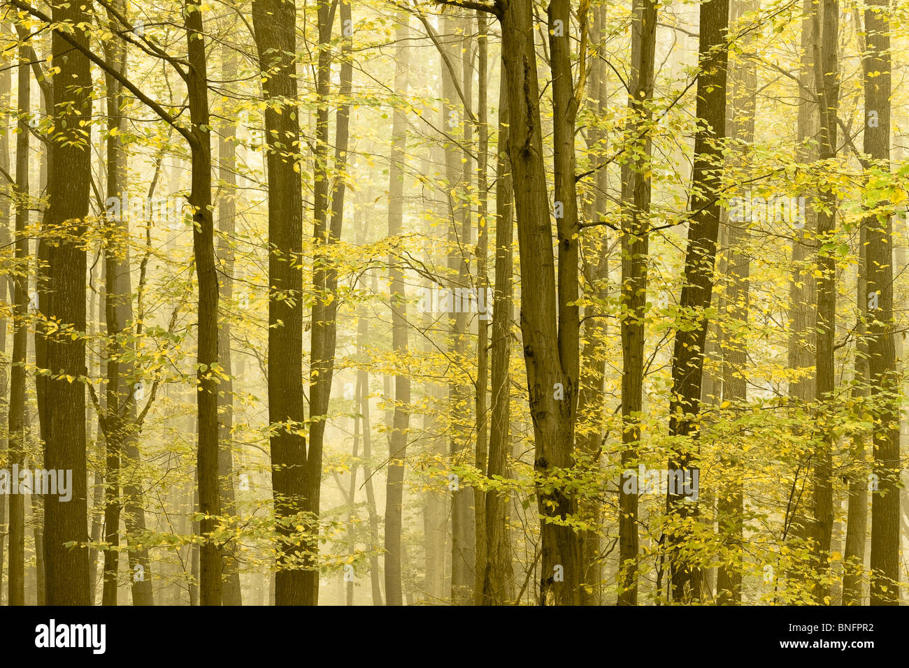 Rain forest tree detail hi-res stock photography and images - Alamy