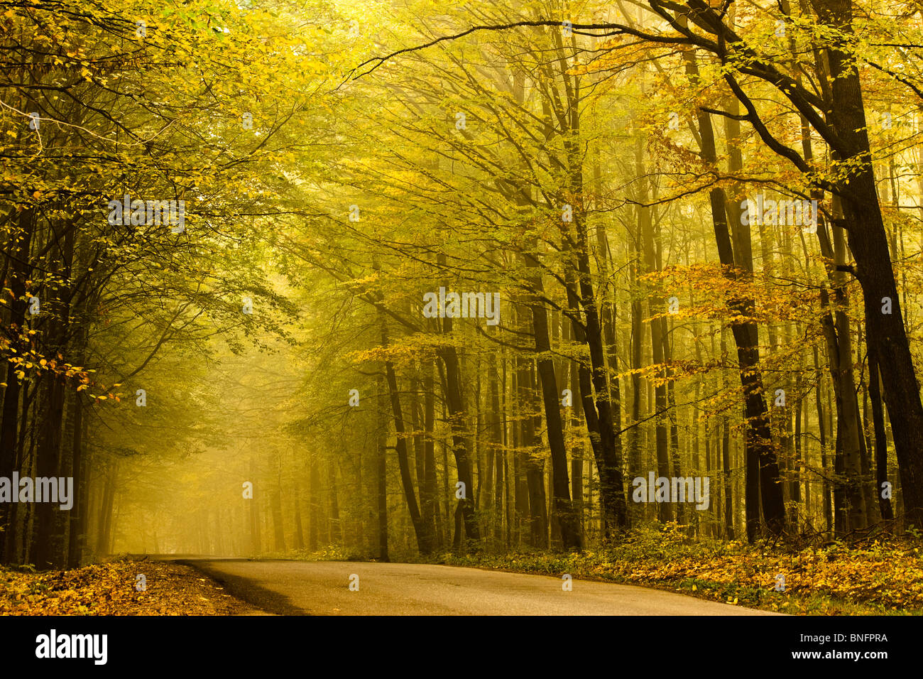 Road disappearing to the left in the fog in autumn forest. Stock Photo