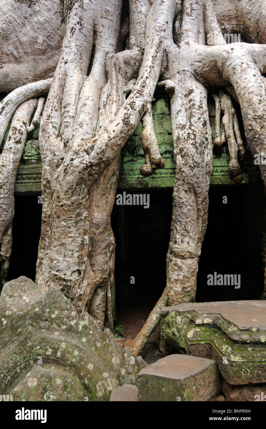 Kapok Tree (Ceiba pentandra) Silk Cotton Tree on the wall of Ta Prohm