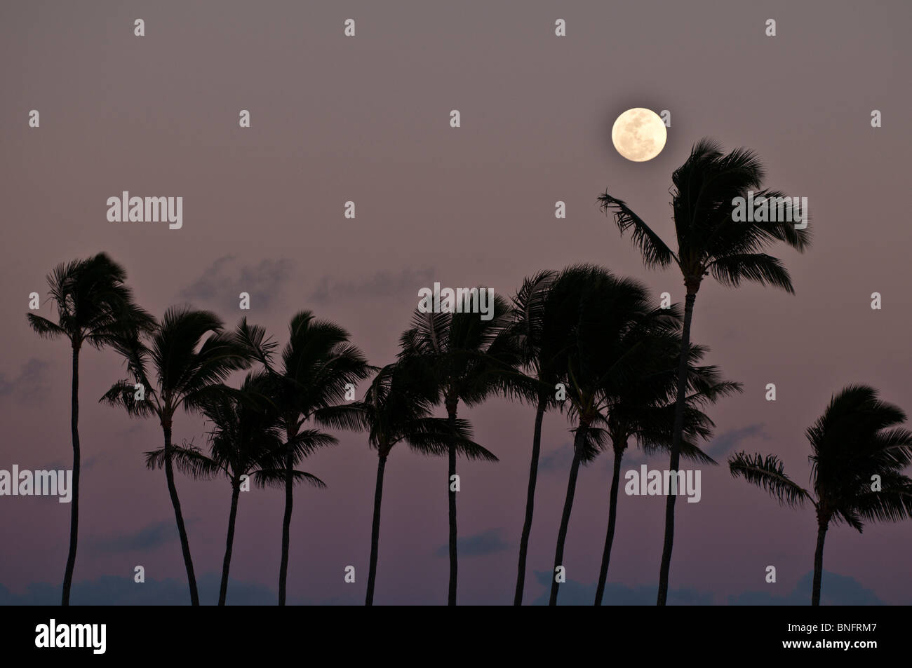 Full moon rising above Coconut Trees, Kauai, Hawaii Stock Photo Alamy